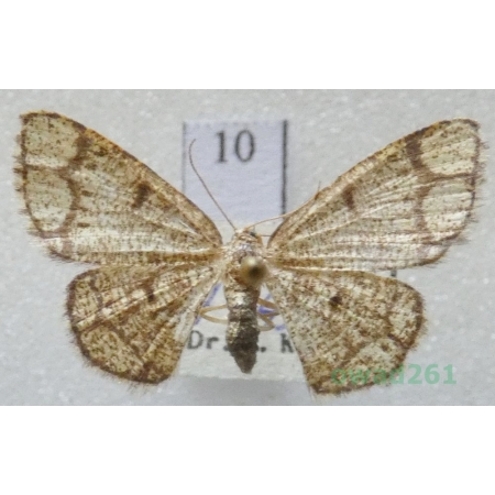 Stegania cararia (Hübner, 1790) Slovakia10